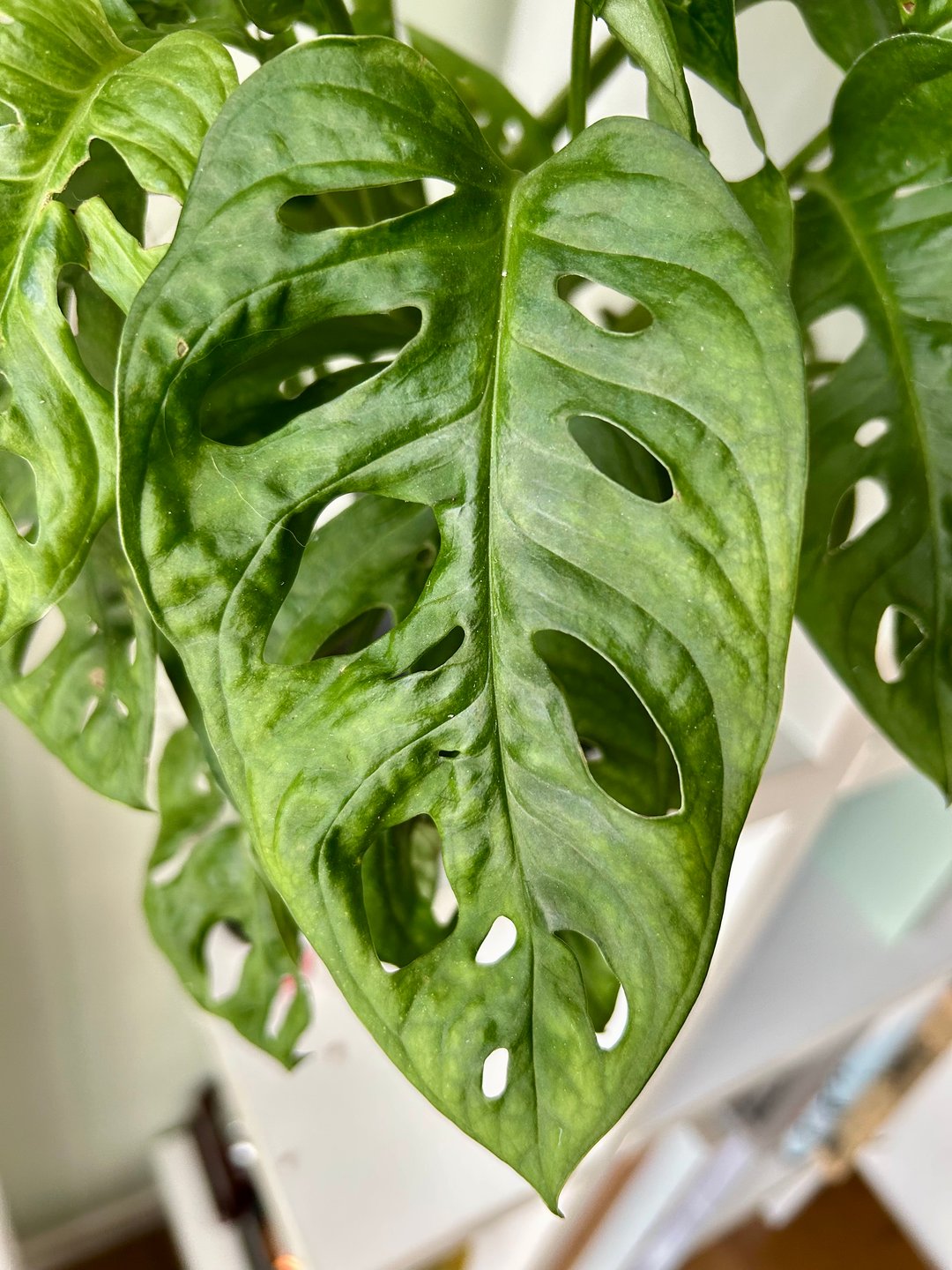 Una foglia di Monstera da vicino, verde e traforata, con la libreria sfocata dietro